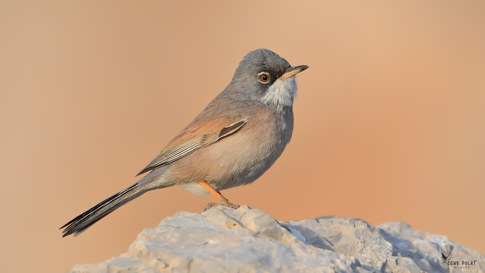 Spectacled Warbler